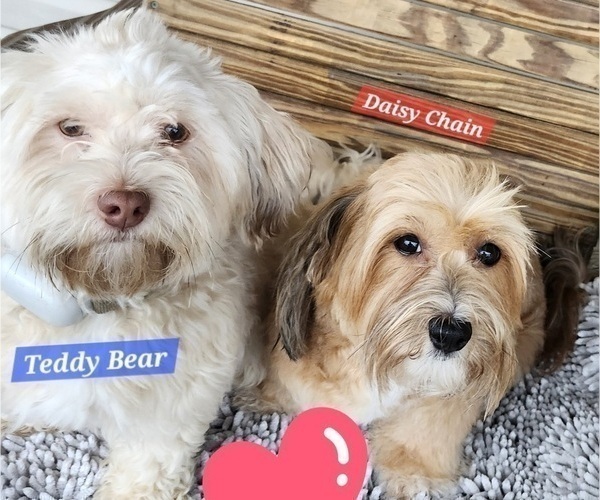 Medium Photo #1  Breeder Profile in ALBION, PA, USA