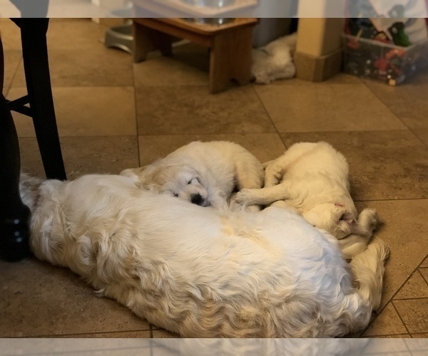 Medium Photo #7  Breeder Profile in PEORIA, AZ, USA