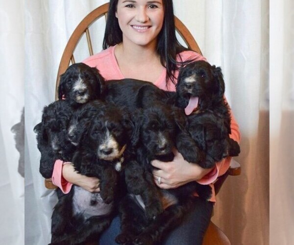 Medium Photo #1  Breeder Profile in HALLWOOD, CA, USA