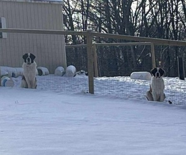 Medium Photo #3  Breeder Profile in STANLEY, WI, USA