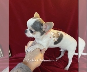 Chihuahua Dog Breeder near TRACY, CA, USA