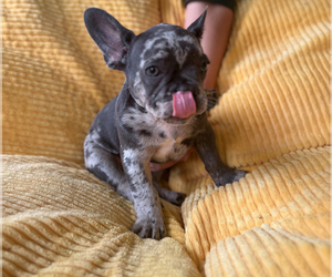 French Bulldog Dog Breeder near BAKERSFIELD, CA, USA