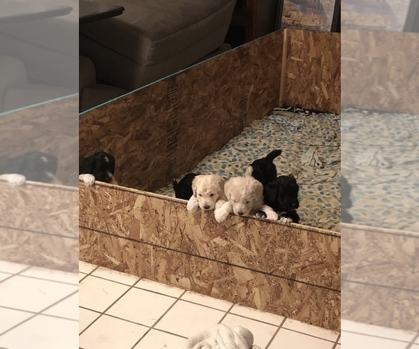 Medium Photo #1  Breeder Profile in RINCON, AZ, USA