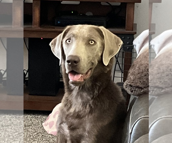 Medium Photo #1  Breeder Profile in STANWOOD, WA, USA