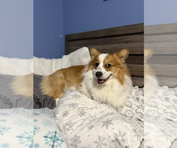 Medium Photo #20  Breeder Profile in GRAND RAPIDS, MI, USA