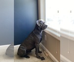 Small #1 Breeder Profile image