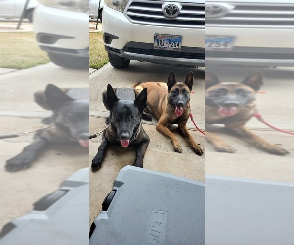 Medium Photo #1  Breeder Profile in HUNTSVILLE, TX, USA
