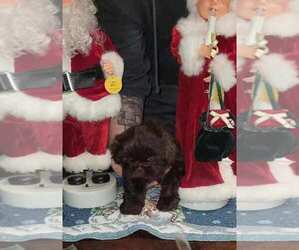 Shih Tzu Dog Breeder near LENZBURG, IL, USA