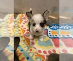 Small #12 Breeder Profile image
