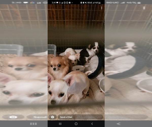Medium Photo #1  Breeder Profile in BIXBY, OK, USA