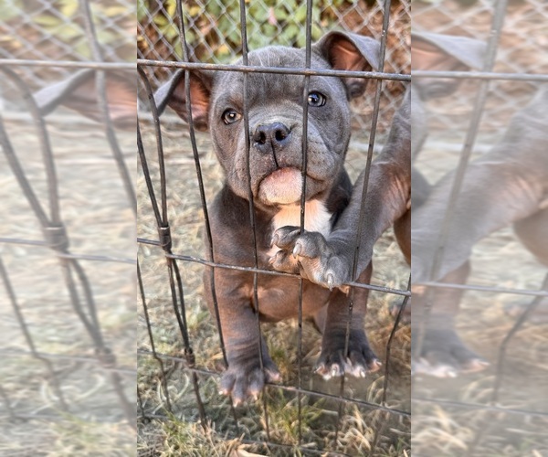Medium Photo #7  Breeder Profile in KENNEWICK, WA, USA