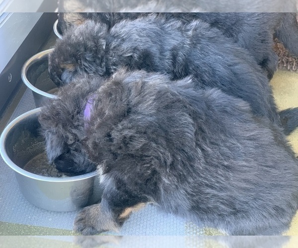 Medium Photo #95  Breeder Profile in PINON HILLS, CA, USA