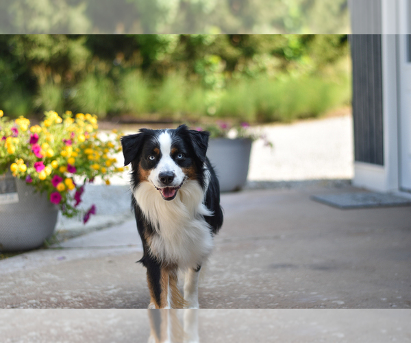 Medium Photo #25  Breeder Profile in GOSHEN, KY, USA