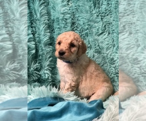 Main photo of Goldendoodle Dog Breeder near MOUNT JULIET, TN, USA