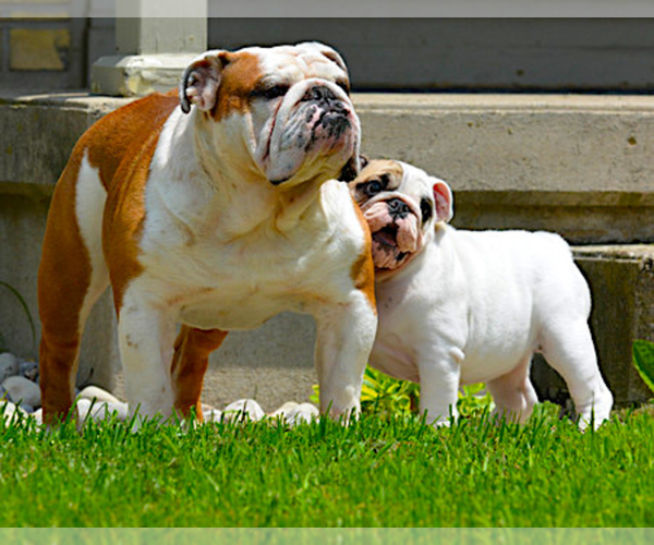 Medium Photo #1  Breeder Profile in GEORGETOWN, TX, USA