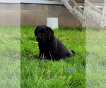 Small breeder photo