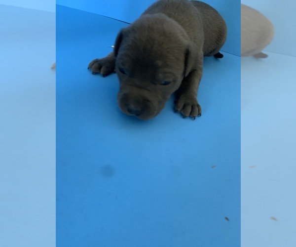 Medium Photo #31  Breeder Profile in ORANGE, NJ, USA