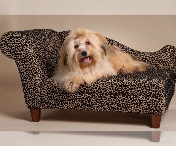 Medium Photo #1  Breeder Profile in CAMPBELL, TX, USA