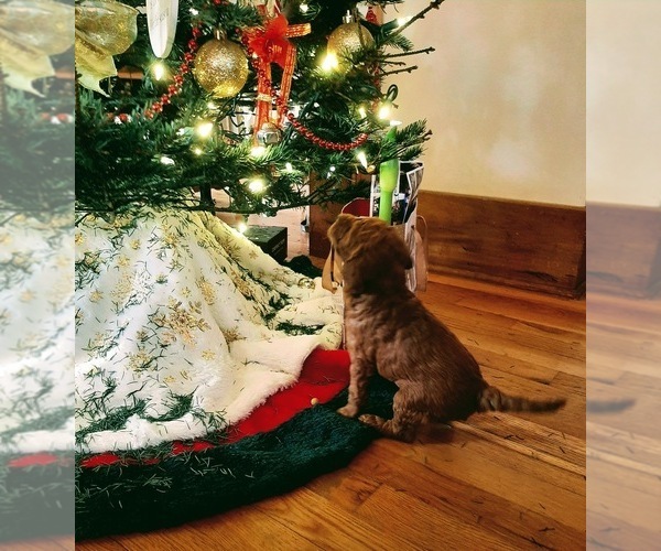 Medium Photo #13  Breeder Profile in SAINT MARYS, KS, USA