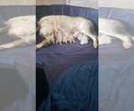 Small #4 Breeder Profile image