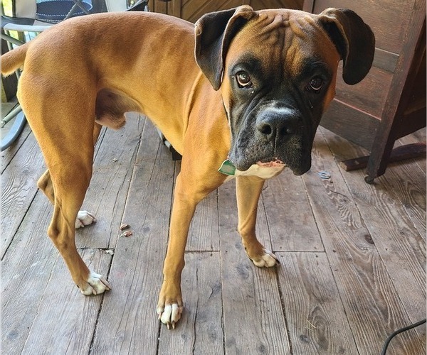 Medium Photo #4  Breeder Profile in WYALUSING, PA, USA