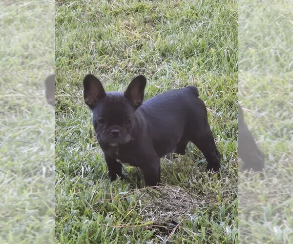 Medium Photo #14  Breeder Profile in COLUMBUS, GA, USA