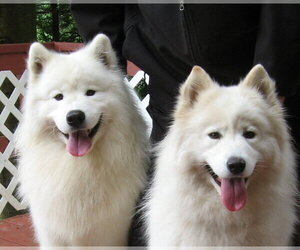Main photo of Samoyed Dog Breeder near SEDRO WOOLLEY, WA, USA