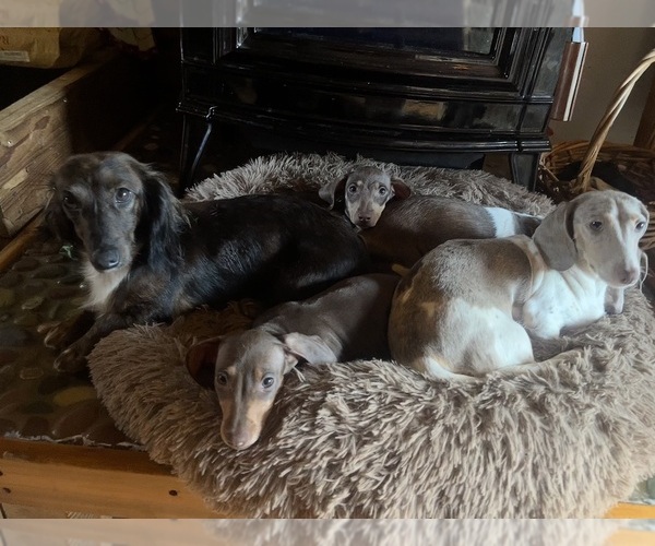 Medium Photo #1  Breeder Profile in LAKEBAY, WA, USA
