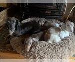 Small breeder photo