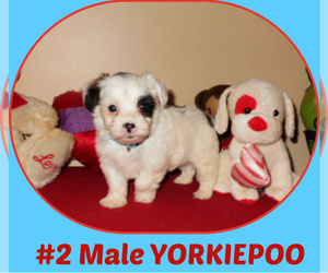 Yorkipoo Dog Breeder near BOILING SPRINGS, SC, USA