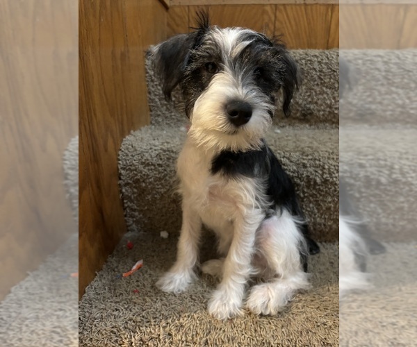 Medium Photo #9  Breeder Profile in SAINT MARYS, KS, USA