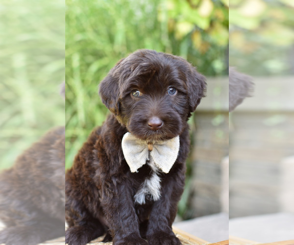 Medium Photo #1  Breeder Profile in MILLERSBURG, OH, USA