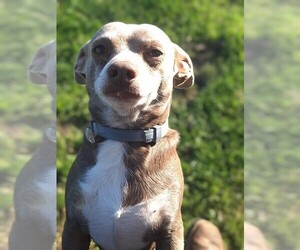 Rat-Cha Dog Breeder near LOST SPRINGS, KS, USA