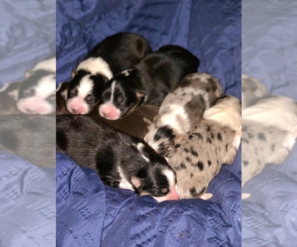 Medium Photo #1  Breeder Profile in NORTHFIELD, MA, USA