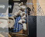 Small Photo #2  Breeder Profile in BROWNSTOWN, MI, USA