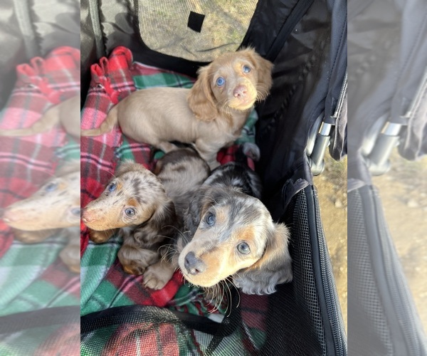 Medium Photo #1  Breeder Profile in INDIANAPOLIS, IN, USA