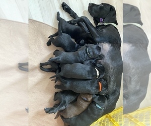 Labradoodle Dog Breeder near PRESCOTT VALLEY, AZ, USA