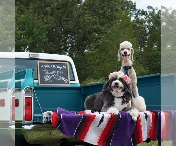 Medium Photo #1  Breeder Profile in SPRINGFIELD, MO, USA