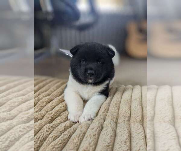 Medium Photo #1  Breeder Profile in MOHRSVILLE, PA, USA