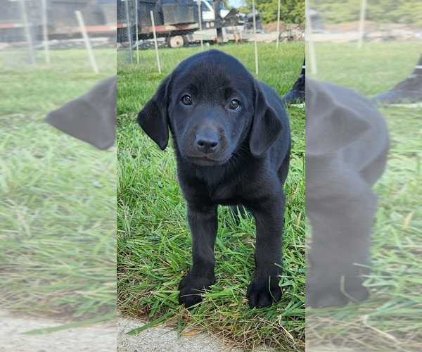 Medium Photo #7  Breeder Profile in SHELDON, IA, USA