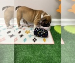 Small #4 Breeder Profile image