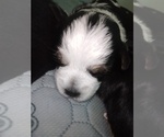 Small #39 Breeder Profile image