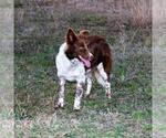 Small Photo #1  Breeder Profile in PAIGE, TX, USA