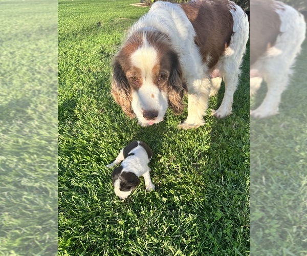 Medium Photo #10  Breeder Profile in CHATTANOOGA, TN, USA