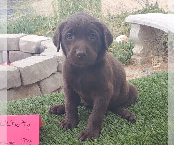 Medium Photo #1  Breeder Profile in AGUANGA, CA, USA
