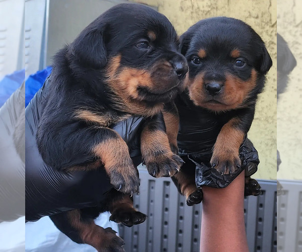 Medium Photo #1  Breeder Profile in LOS ANGELES, CA, USA