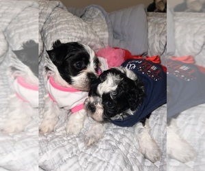 Shih Tzu Dog Breeder near ATLANTA, GA, USA