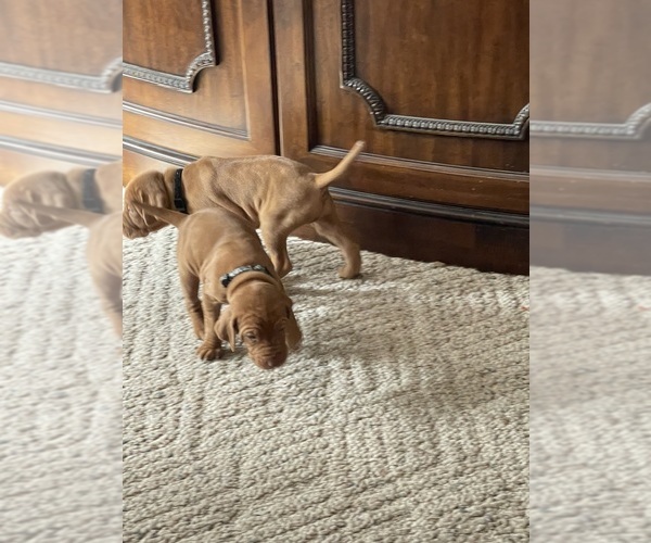 Medium Photo #20  Breeder Profile in GREENFIELD, IA, USA