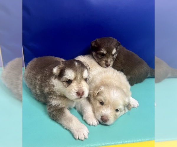 Medium Photo #1  Breeder Profile in WINDERMERE, FL, USA