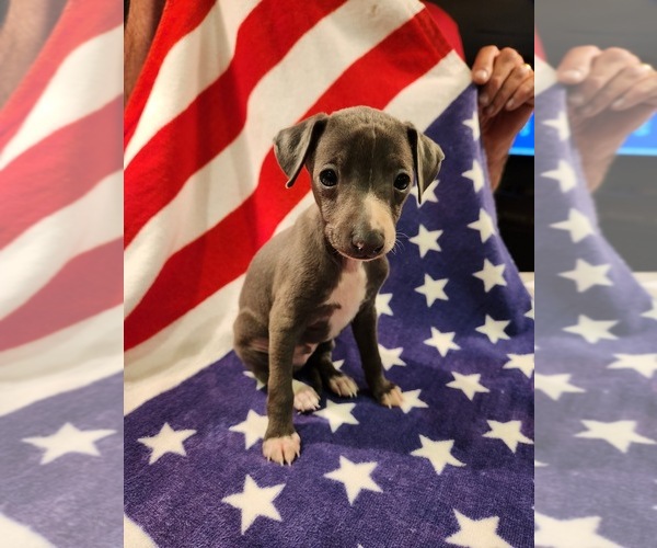 Medium Photo #1  Breeder Profile in LAS VEGAS, NV, USA
